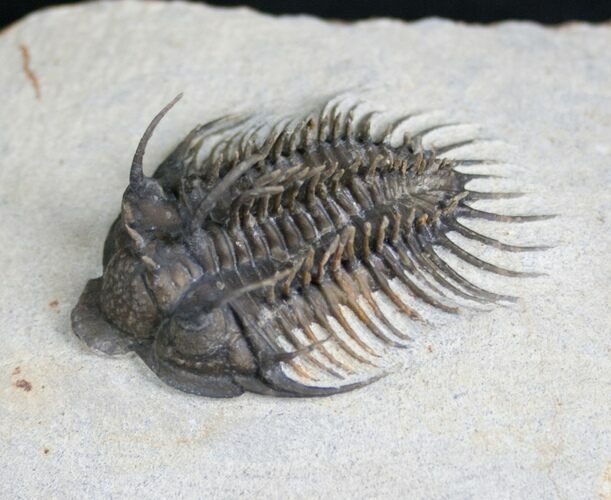 Fantastic Comura Trilobite - No Restoration #7139